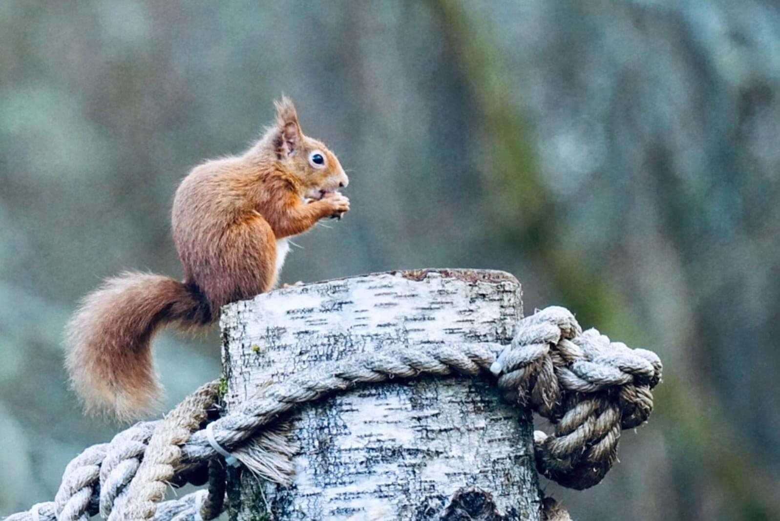A red squirrel at the back door